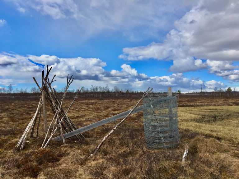 A reindeer corral area where Saami herders gather their reindeer in winter in Kiruna, Sweden. (Eilís Quinn/Eye on the Arctic)