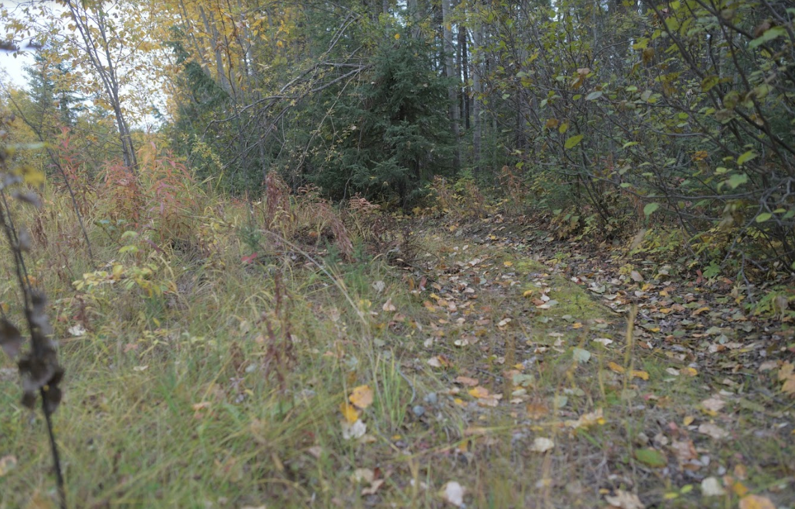 Muddy tire tracks were found in this wooded area near the outskirts of Thompson, where Kerrie was found dead. (David Ridgen/CBC)