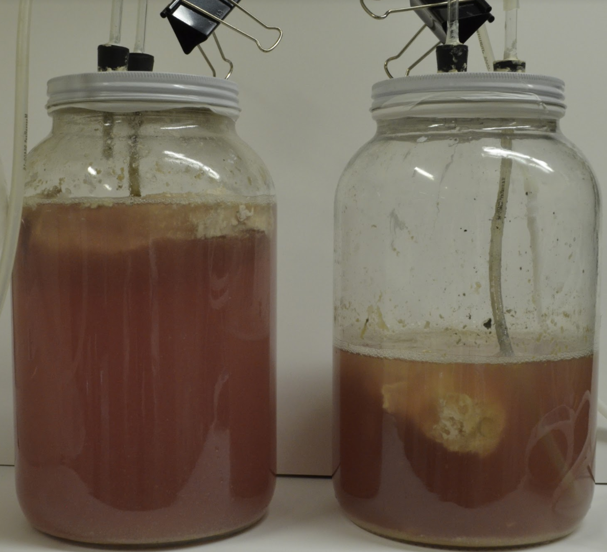 The DeathLab in New York is experimenting with methods of accelerated decomposition and fermentation to extract chemical elements from corpses that can be reused. Here, anaerobic fermentation is tested on a pork chop. (DeathLab)