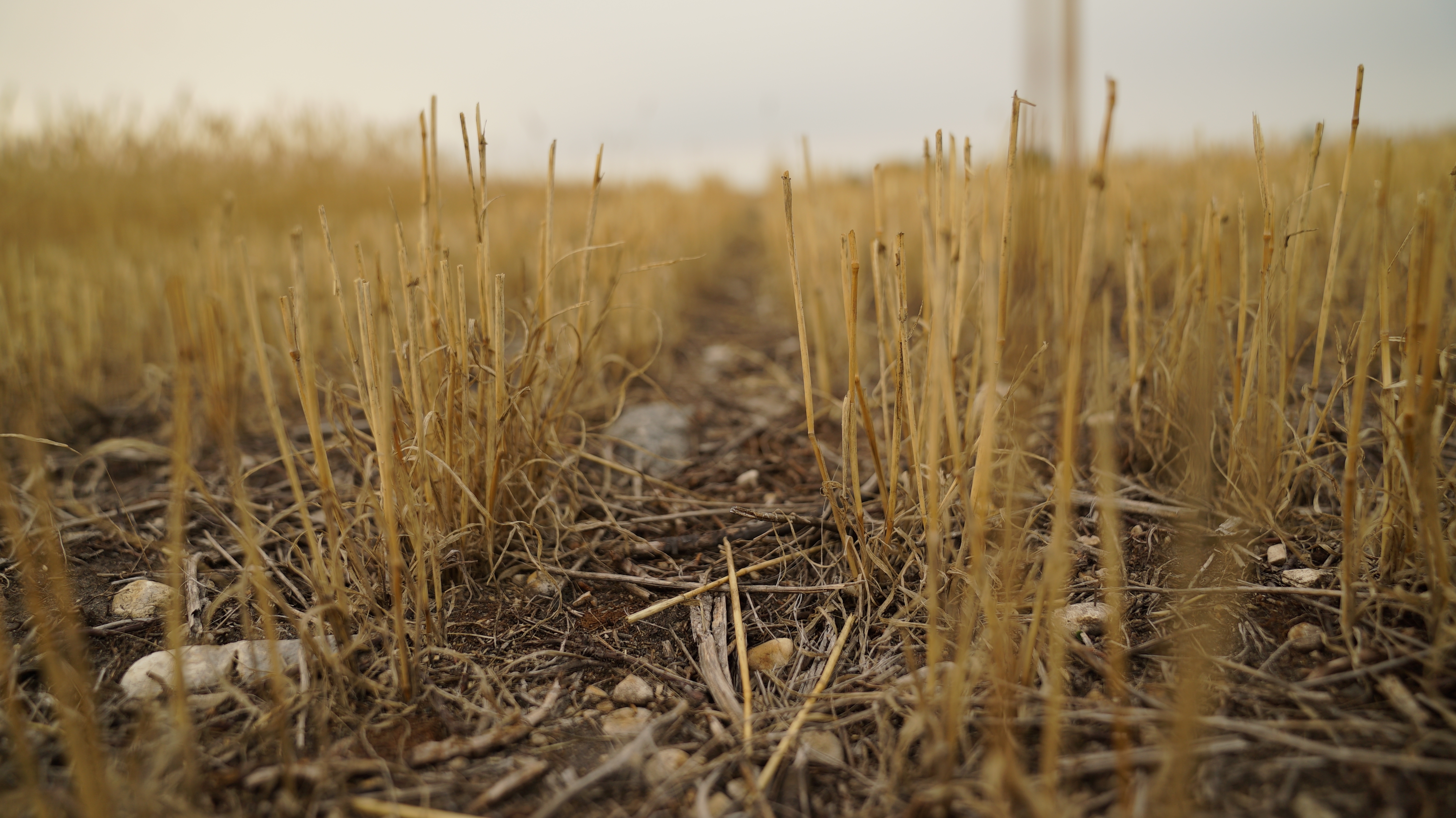 Dry and cracked soil in Manitoba's Interlake region. Farmers there describe the current conditions as 'bone dry.' (Jaison Empson/CBC)