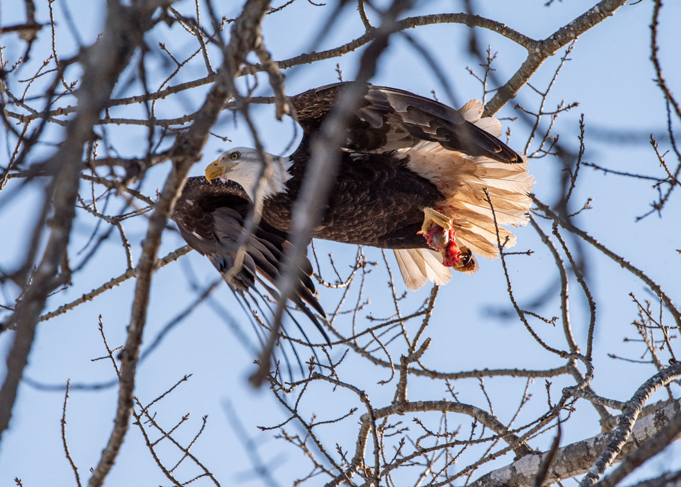 This bird displays fantastic flying skills as it manoeuvres around the branches. (Brian McInnis/CBC)