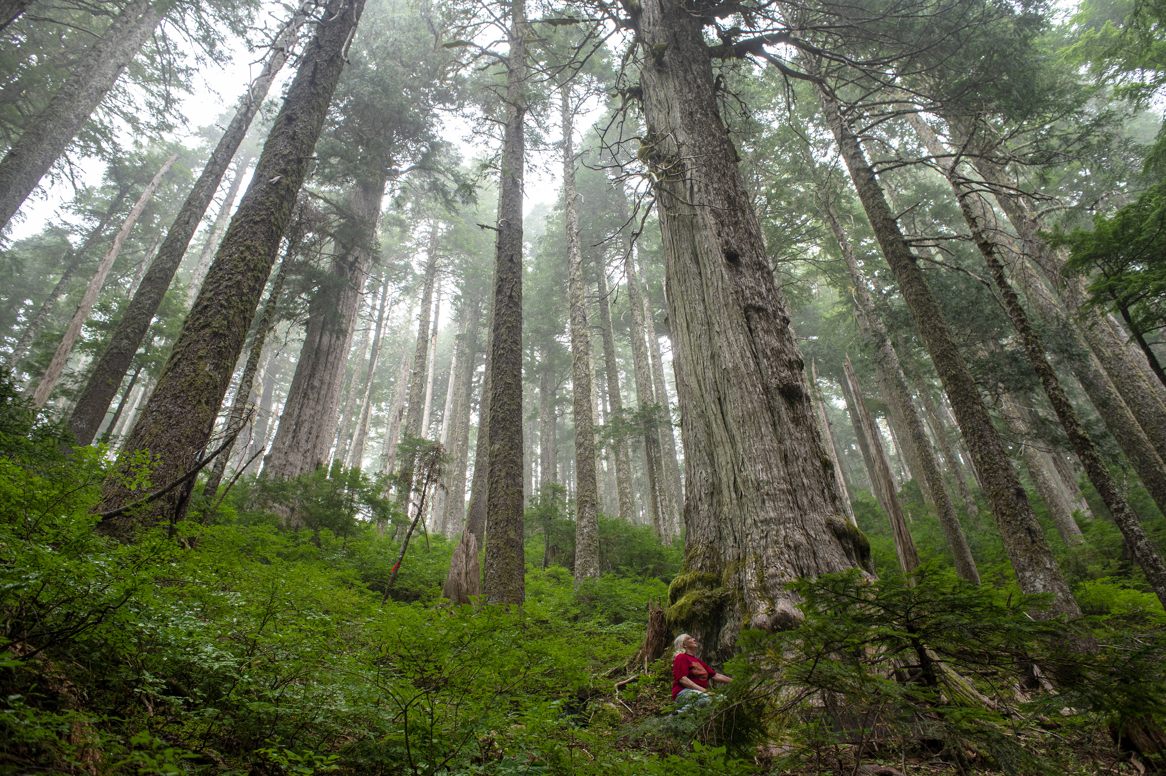 Despite being at a high elevation, the yellow cedar trees near the headwaters of the Fairy Creek watershed grow to immense size. (Kieran Oudshoorn/CBC)