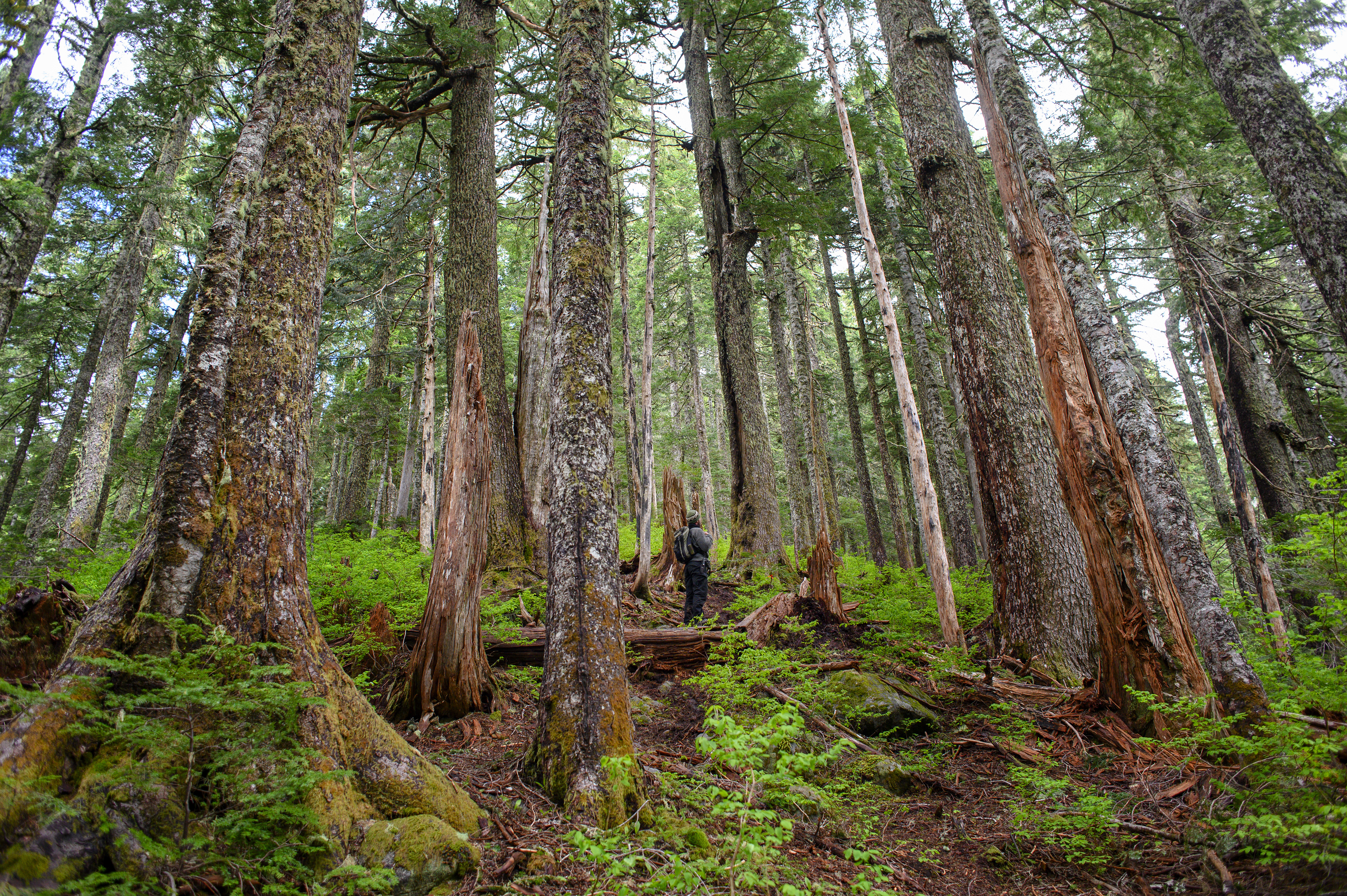 First Nations on Vancouver Island and the Lower Mainland have taken differing positions on logging of old-growth forests. Some see it as an opportunity for jobs and revenue sharing; others want to halt old-growth logging in their traditional territory. (Kieran Oudshoorn/CBC)