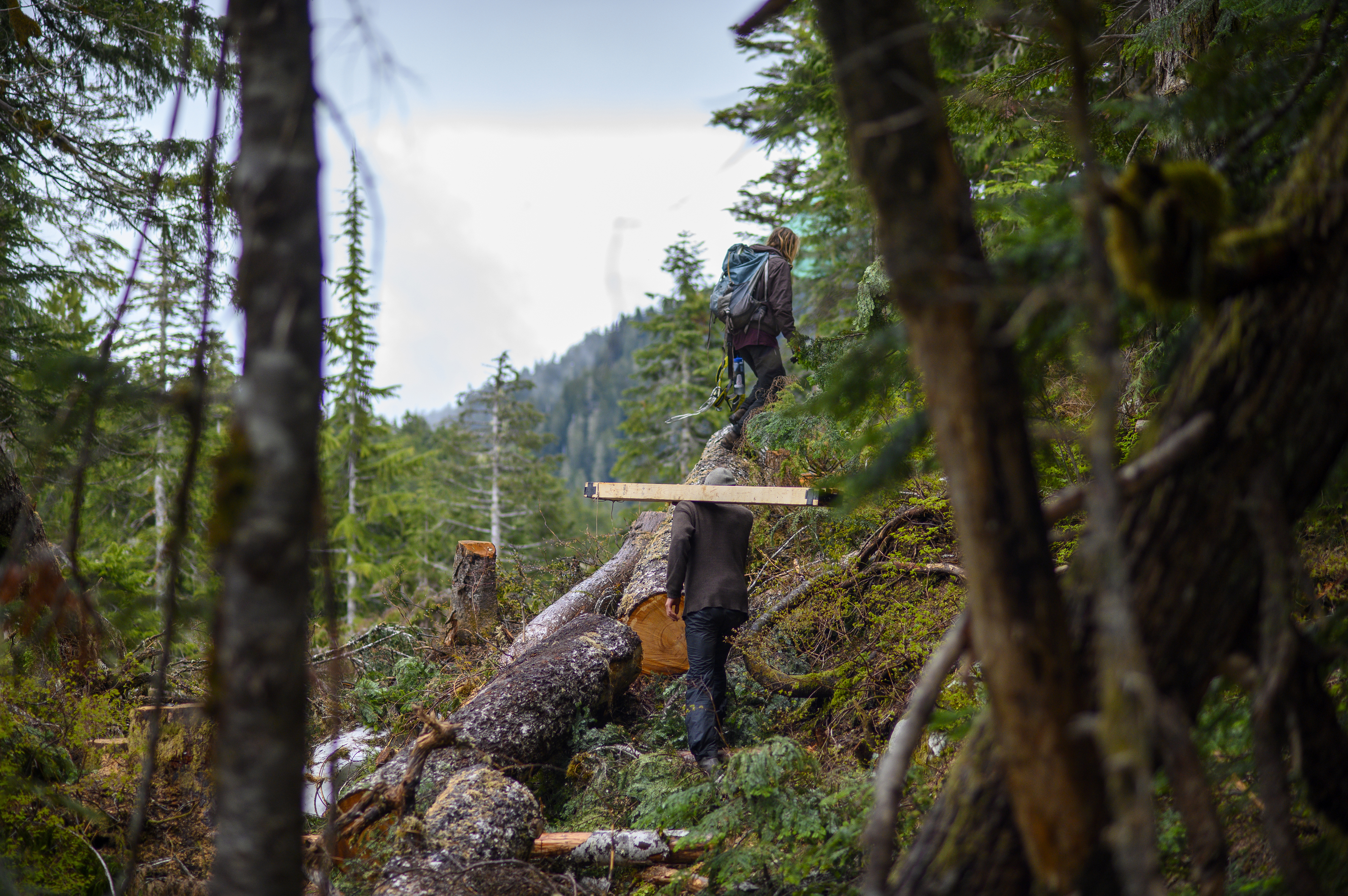 Ridge Camp occupants carry supplies to build a new tree-sit, a platform that enables protestors to position themselves in a tree to prevent it from being cut down. (Kieran Oudshoorn/CBC)