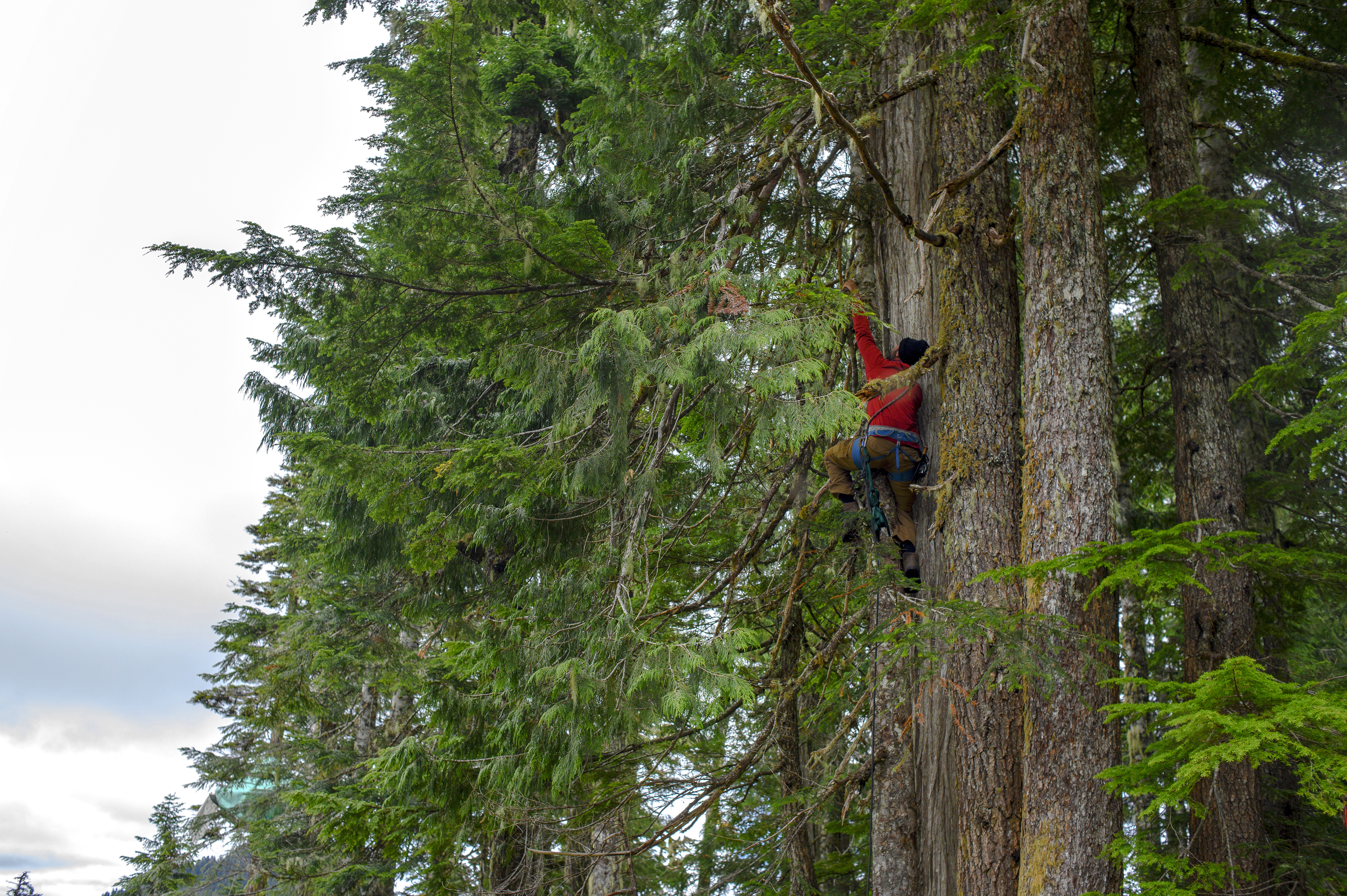 Savard climbs a tree to secure a tree-sit. (Kieran Oudshoorn/CBC)