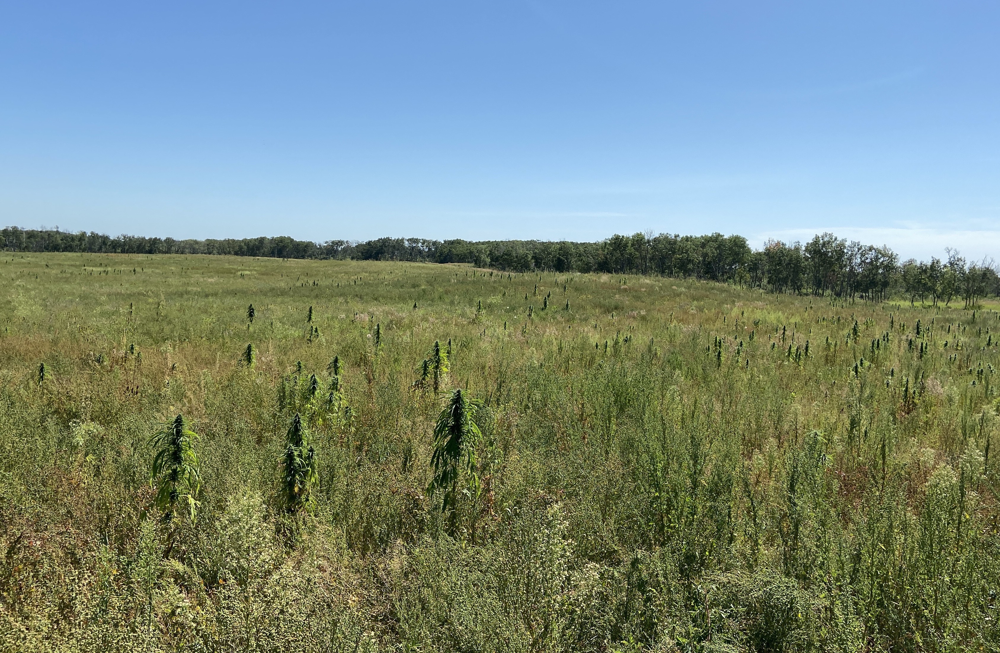 Joey Zhang owns this land near Duck Lake, Sask., where a field of hemp is growing. (Matthew Garand/CBC)