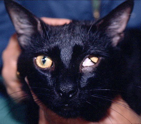 Pet Talk: ‘Black cat syndrome' may be more myth than reality 