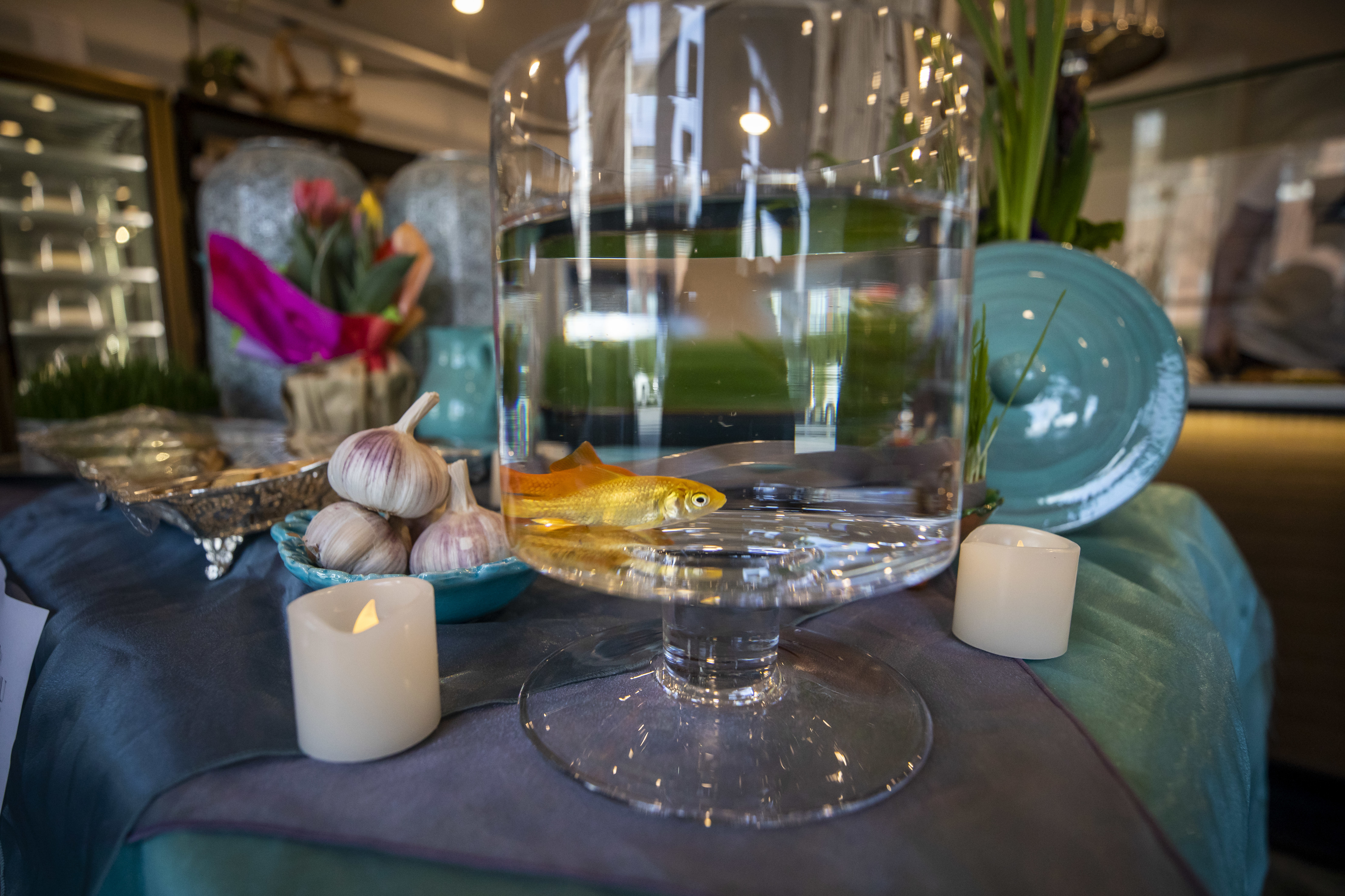 The tradition of including goldfish on the haft-sin table for good luck dates back to the 16th and 17th centuries. (Ben Nelms/CBC)