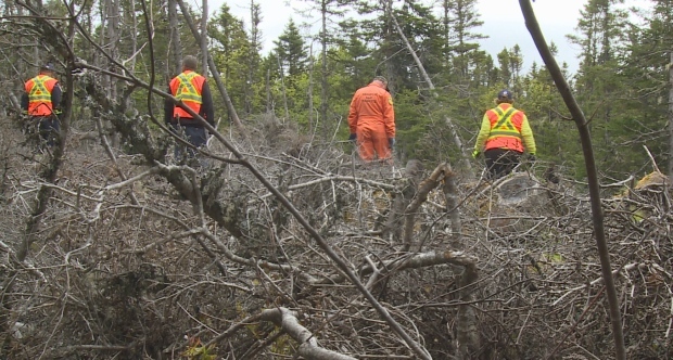 Multiple search and rescue teams were on the ground near Conception Bay North in 2016 looking for evidence in the case of Henrietta Millek, who has been missing for more than 30 years. (Katie Breen/CBC)