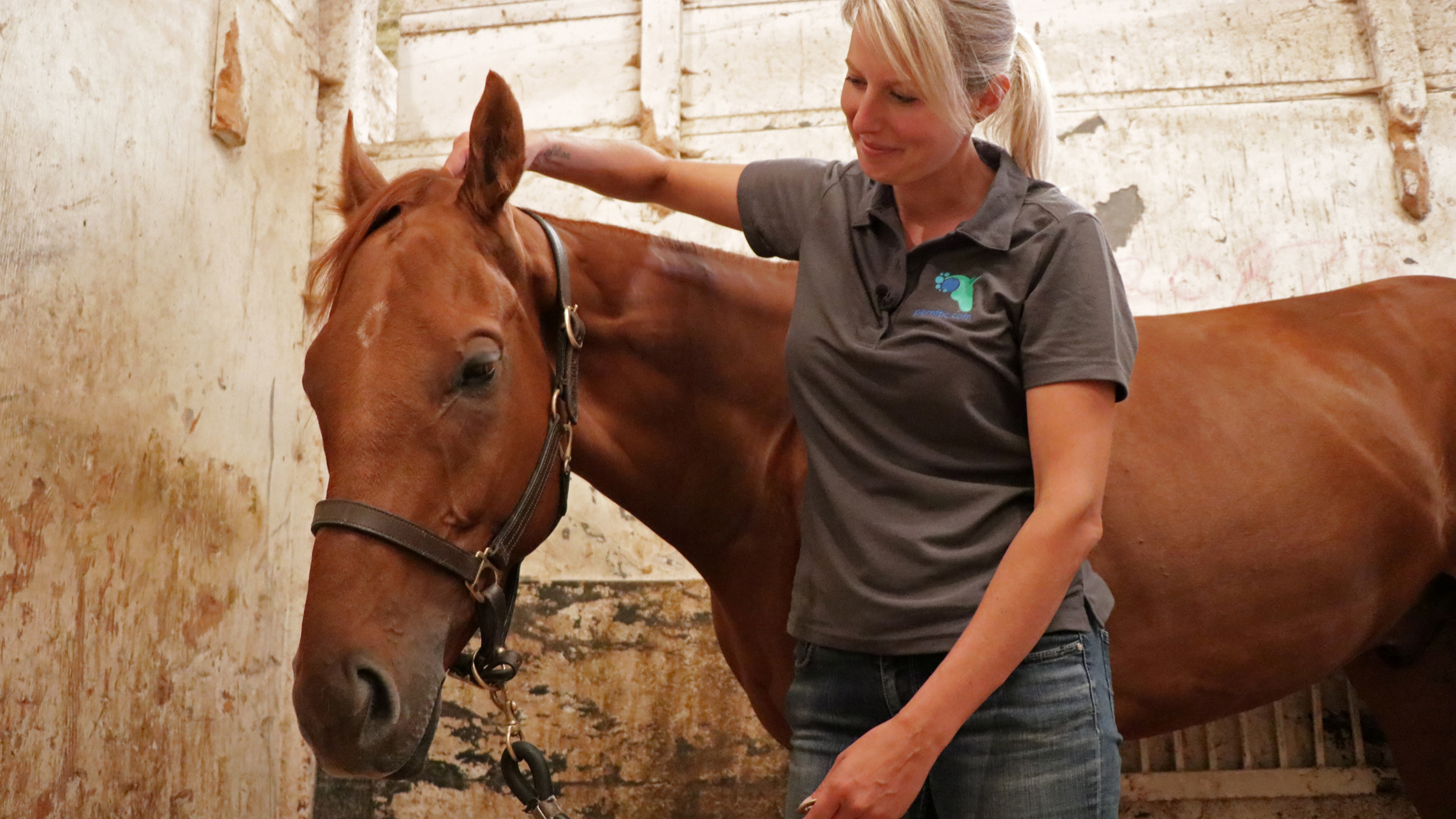 Ruthven checks on the horses she works on throughout the session to ensure its getting the help it needs. (Maryse Zeidler/CBC)