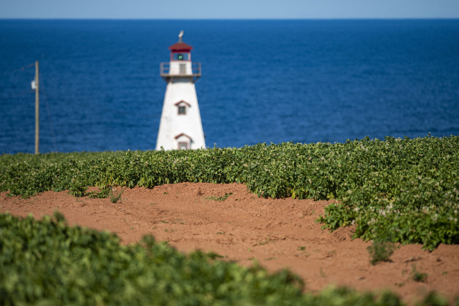 A quintessential Prince Edward Island scene with this potato field almost ready for harvesting and the Cape Tryon lighthouse looming on the nearby cliffs overlooking the Gulf of St. Lawrence. Brian McInnis/CBC