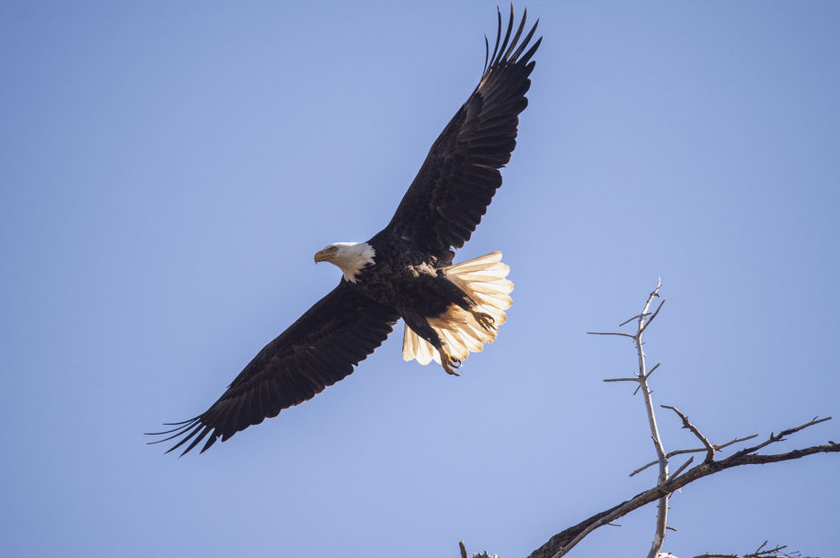 The sun backlights this eagle's feathers as it lifts off from a tree in North Rustico. (Brian McInnis/CBC)