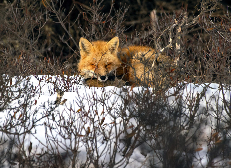 This red fox does not mind the cold because it has heavy fur and a bushy tail to keep it warm as it takes a snowy snooze in the P.E.I. National Park. 