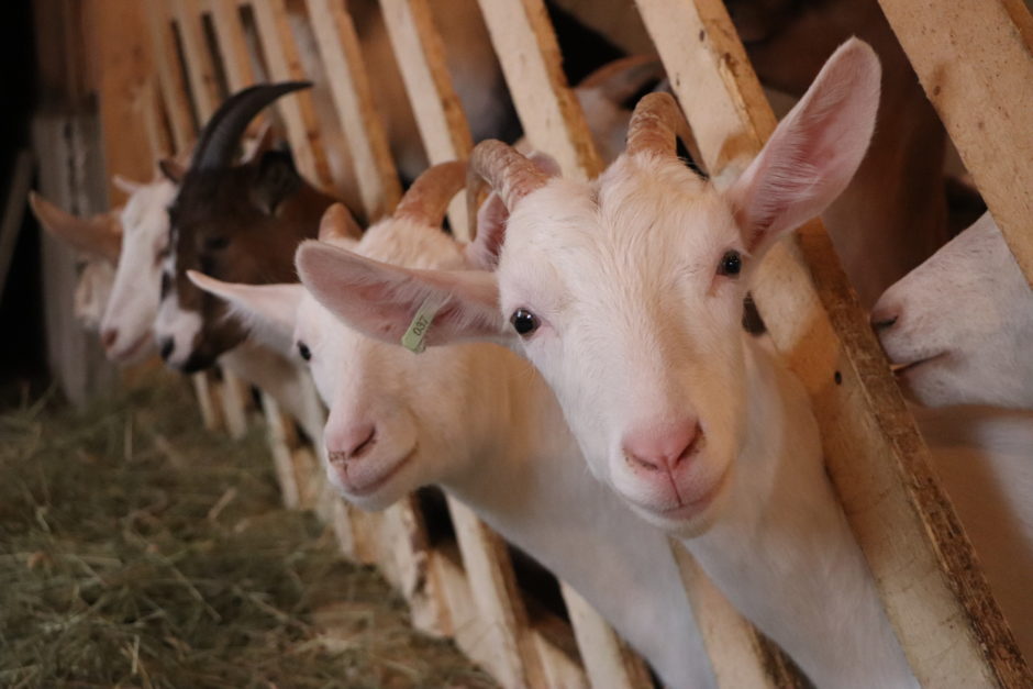 The Cassis et Mélisse goat farm, in St-Damien-de-Buckland, Que., is one of the members of the local cooperative set up by the Microbrasserie de Bellechasse. (Julia Page/CBC)