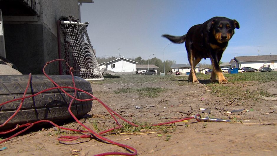 A dog roams off leash on Ermineskin Cree Nation