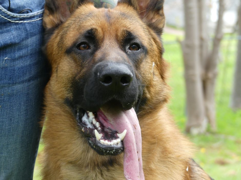 Gabe is a mental health service dog. (Ariana Kelland/CBC)