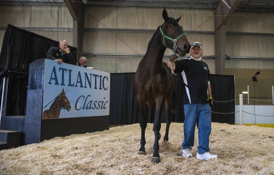 Auctioneer Allison Smith sizes up a horse before the bidding begins. (Brian McInnis/CBC)