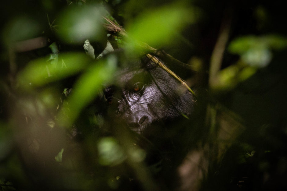 Mountain gorillas are only  found in two areas: Bwindi Impenetrable National Park in Uganda and the Virunga mountain range, which borders the Democratic Republic of Congo, Rwanda and Uganda. (Lily Martin/CBC)