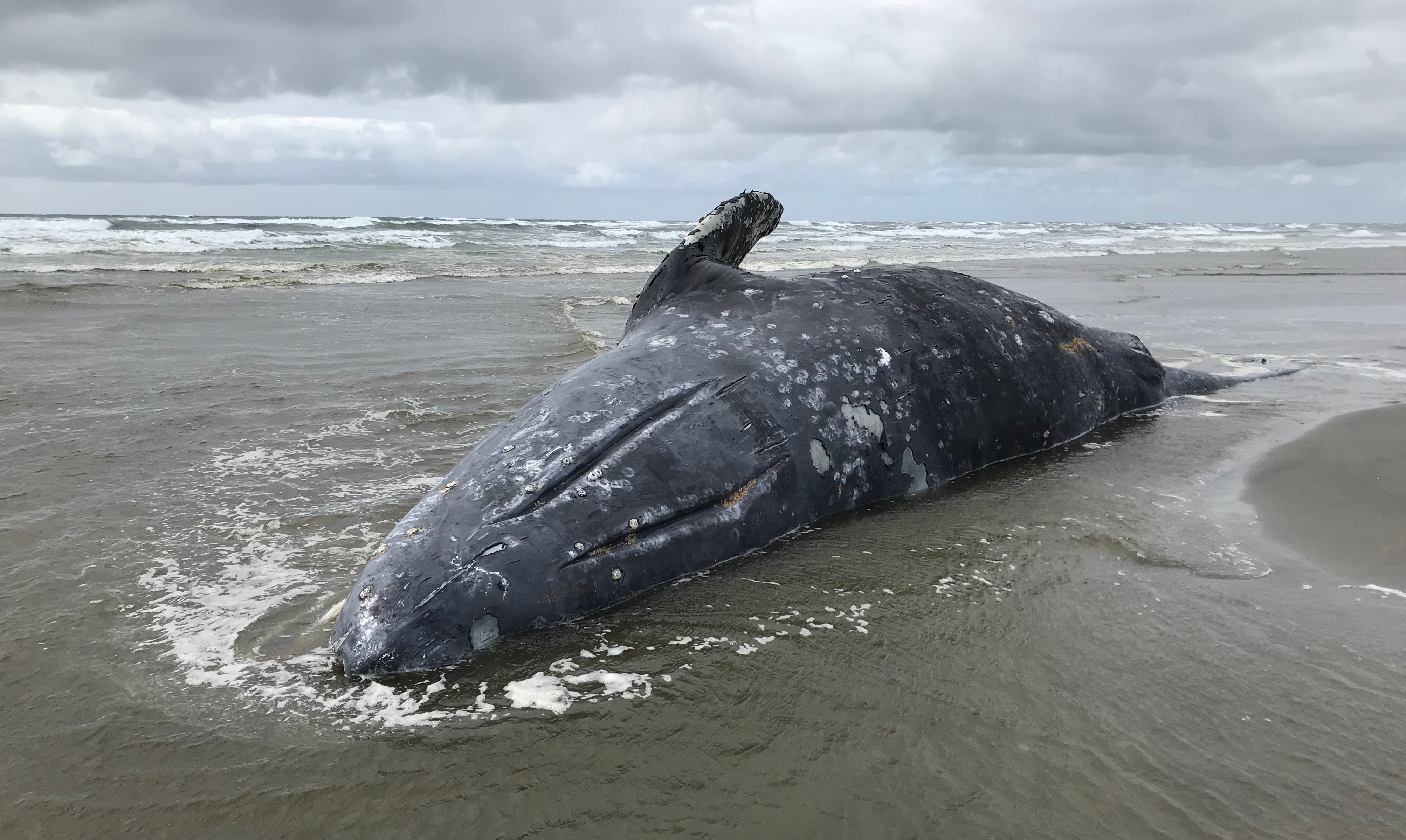 Skinny whales | CBC News