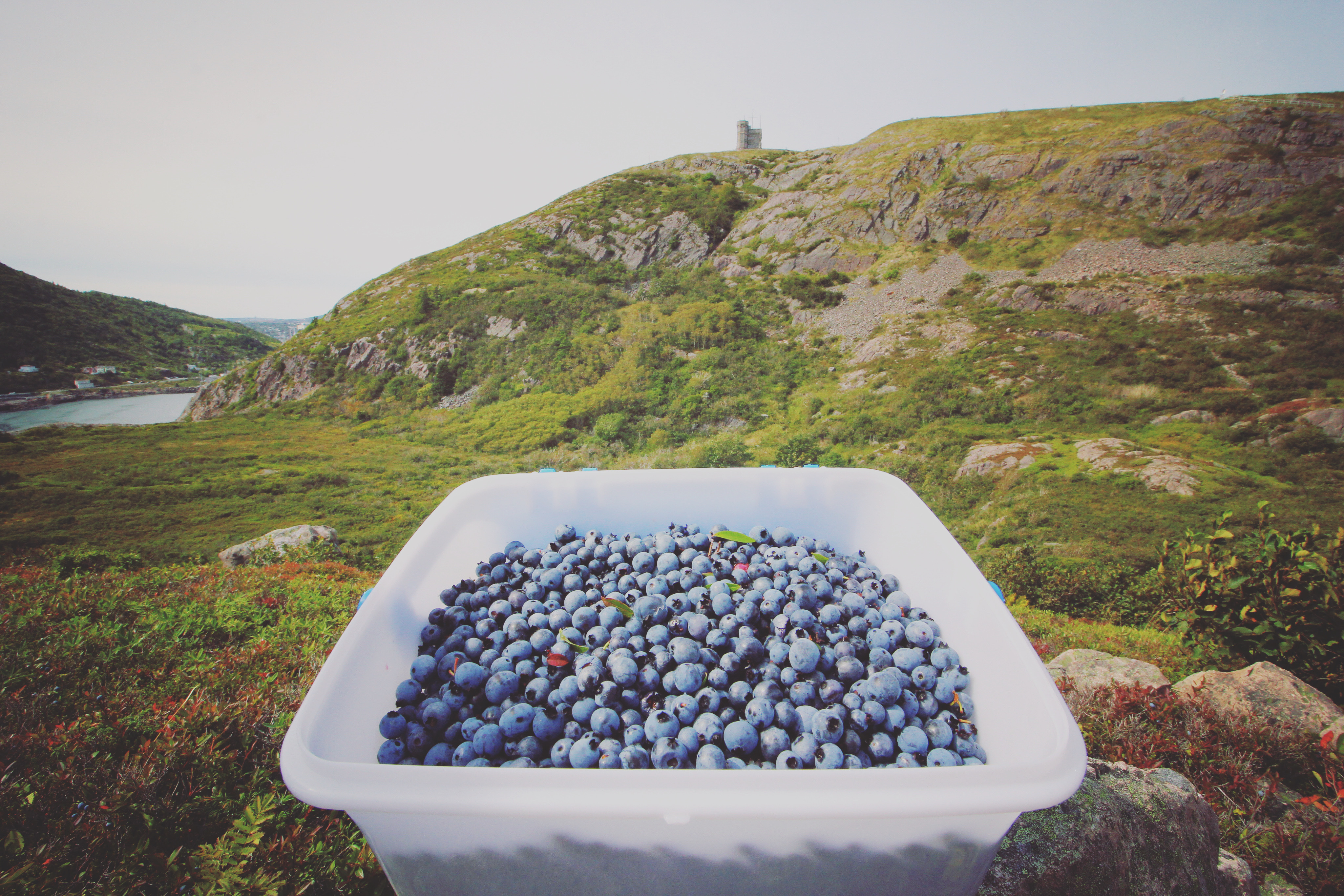 Rowbottom sells buckets of berries to people through online classifieds. It took him an hour to pick these. (Gavin Simms/CBC)