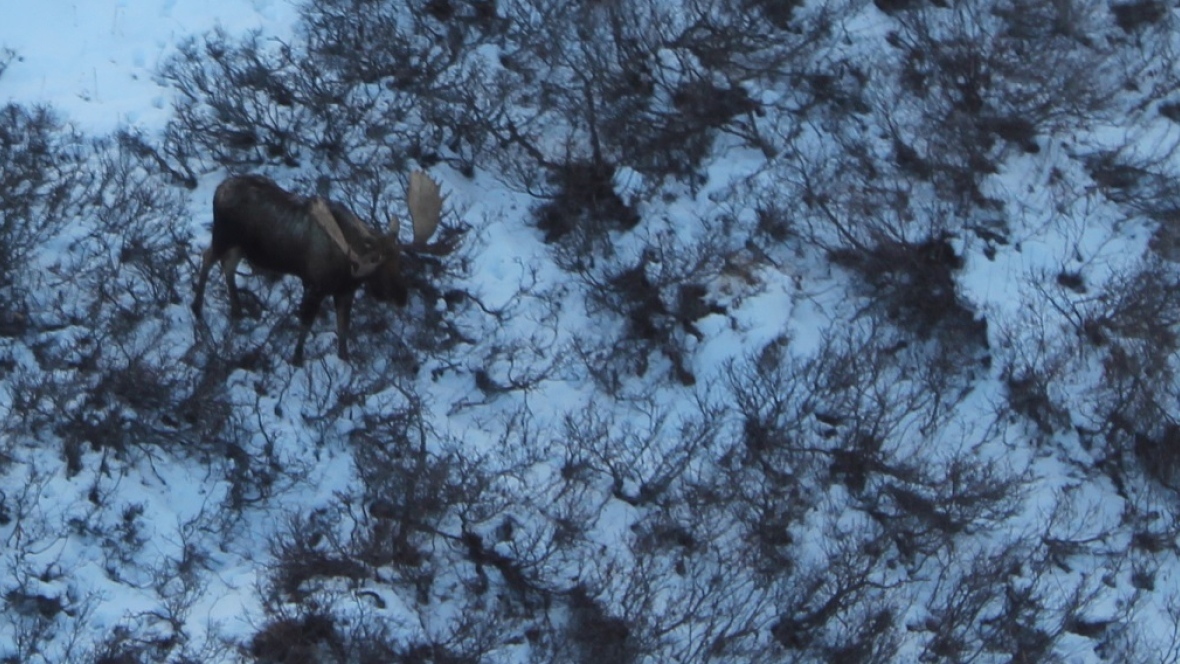 A recent aerial survey shows that moose populations are increasing in Kluane National Park, but there aren't many calves. (Jeffrey Peter/Parks Canada)