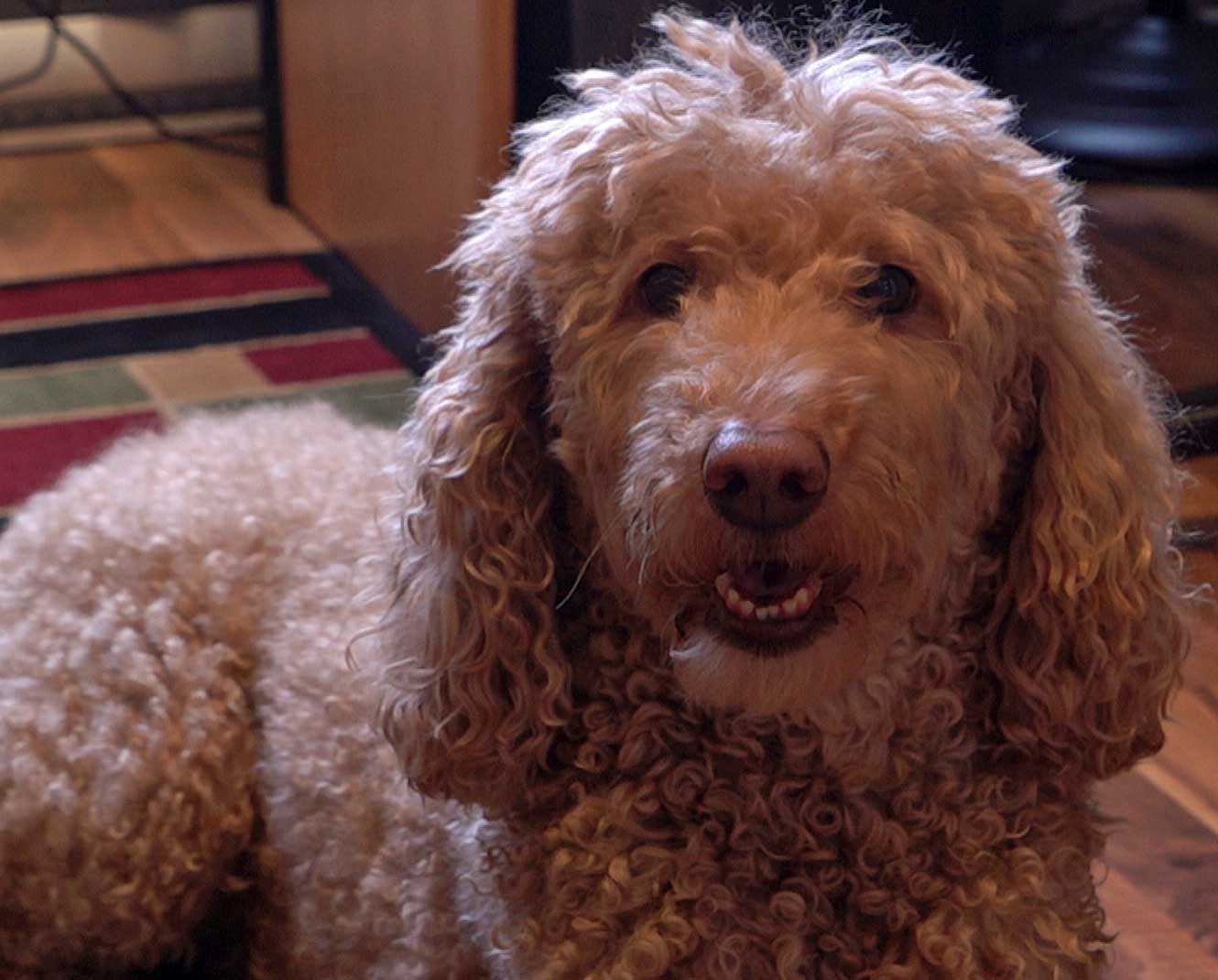 This French poodle allegedly has two per cent Oji-Cree, two per cent Saulteaux and one per cent Mississauga, according to DNA results supplied to its owner by Viaguard Accu-Metrics. (CBC)