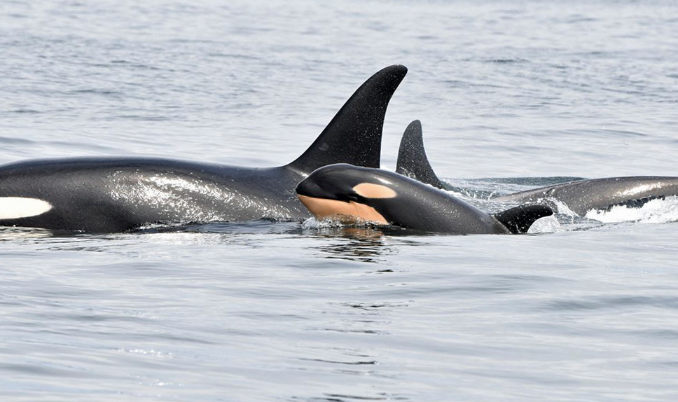 This new calf was spotted with J pod this spring. (Fisheries and Oceans Canada)