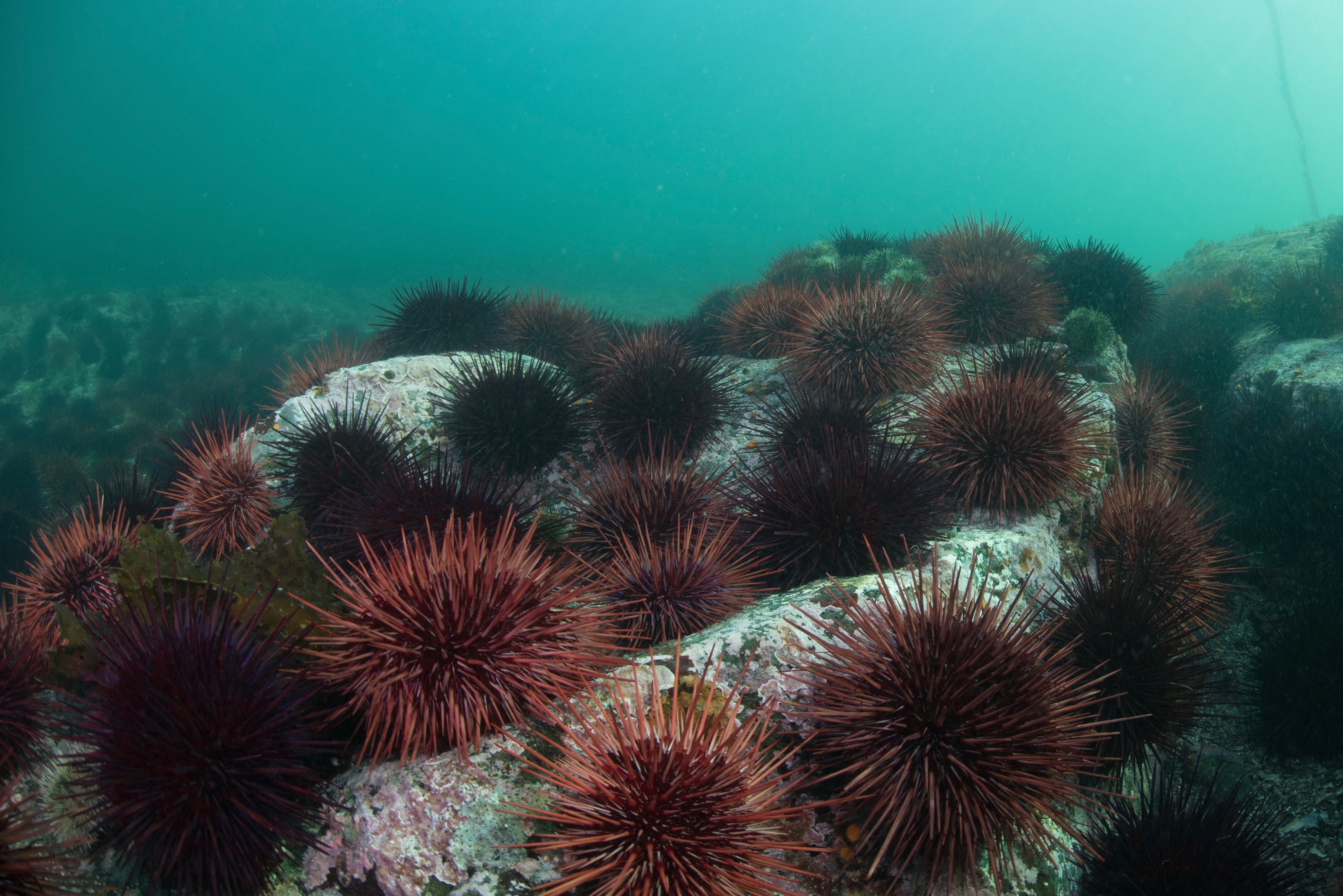 Pacific urchins: Covid delayed purple urchin removal, but hope as