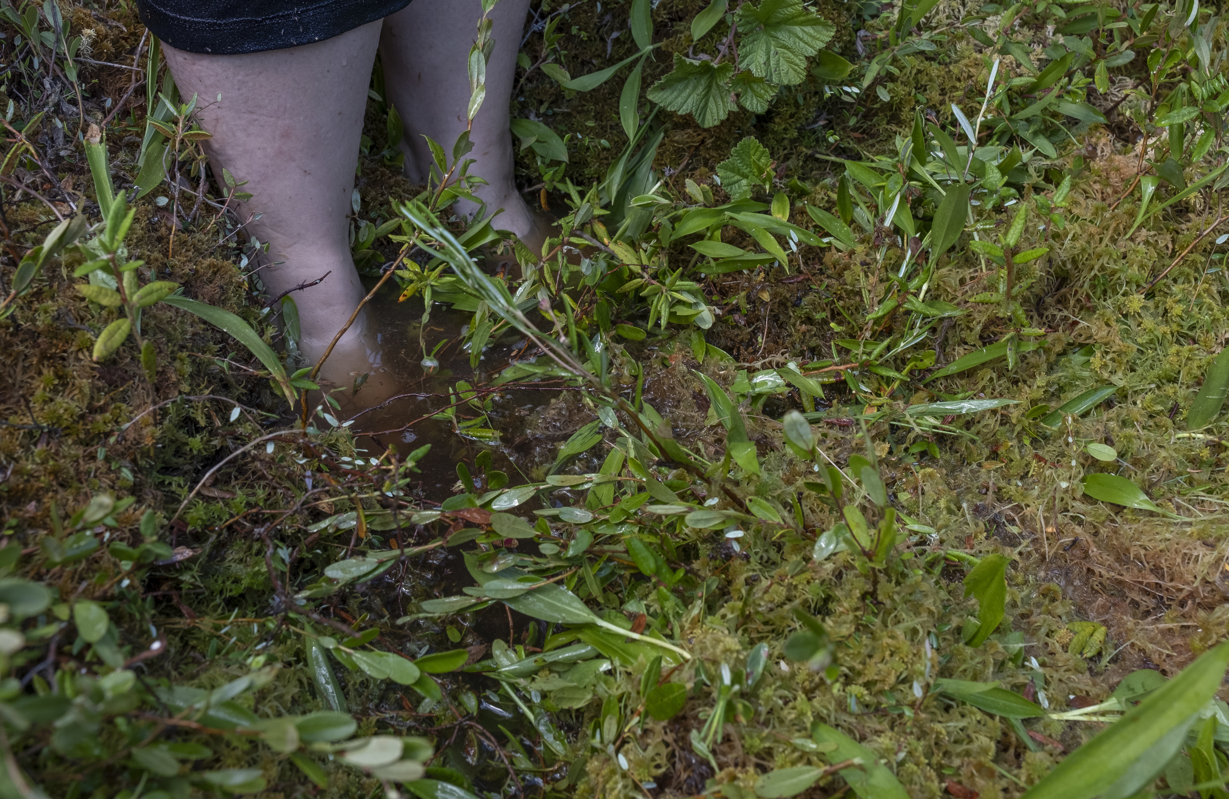 Barreda soaks her feet in the muskeg's water, cooling down in an overwhelming heat wave. (Kendall Latimer/CBC)