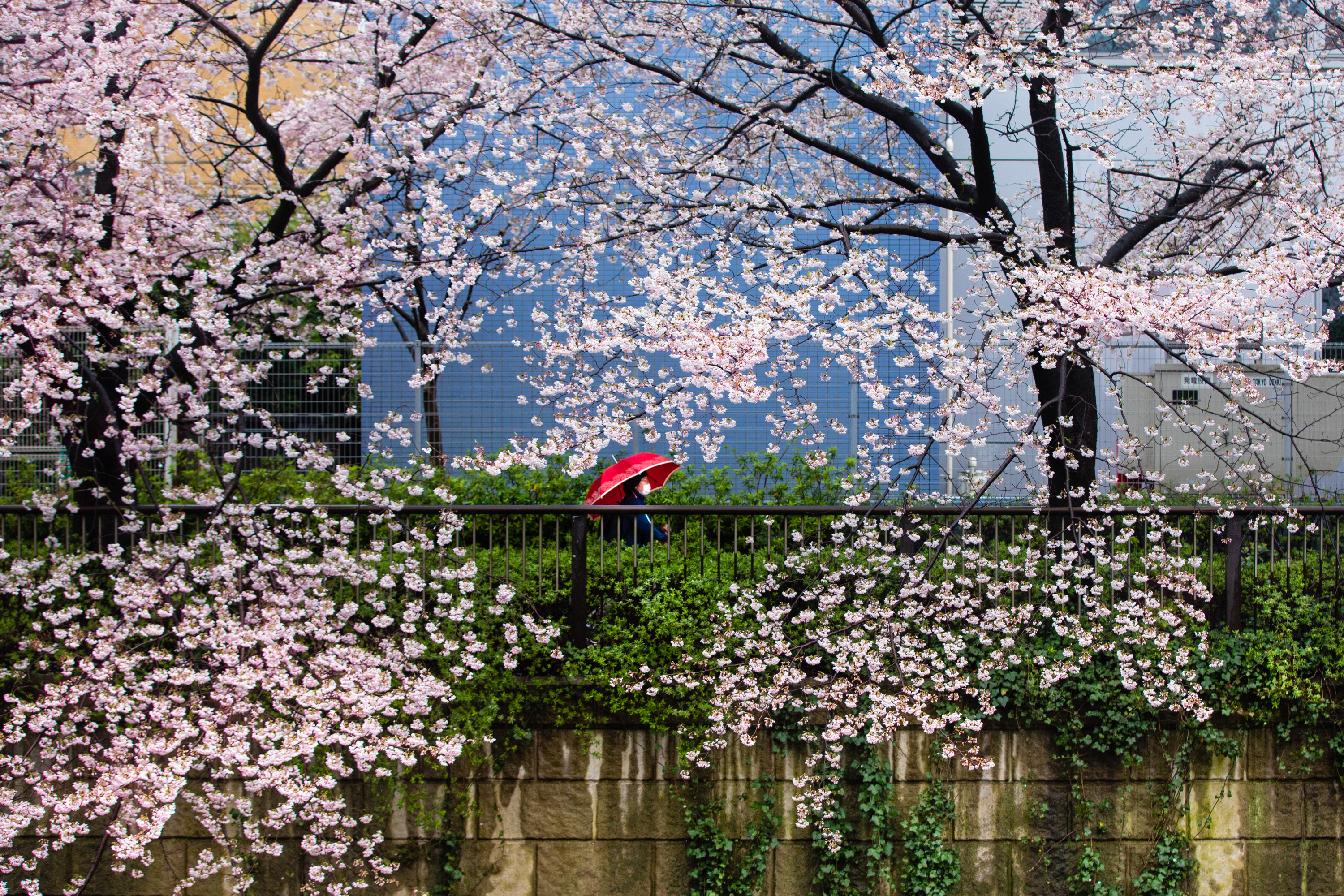 Crowds of millions who normally throng Tokyo’s sakura – or cherry blossom – festival largely avoided it this year, on the advice of public health officials. (Saša Petricic/CBC)