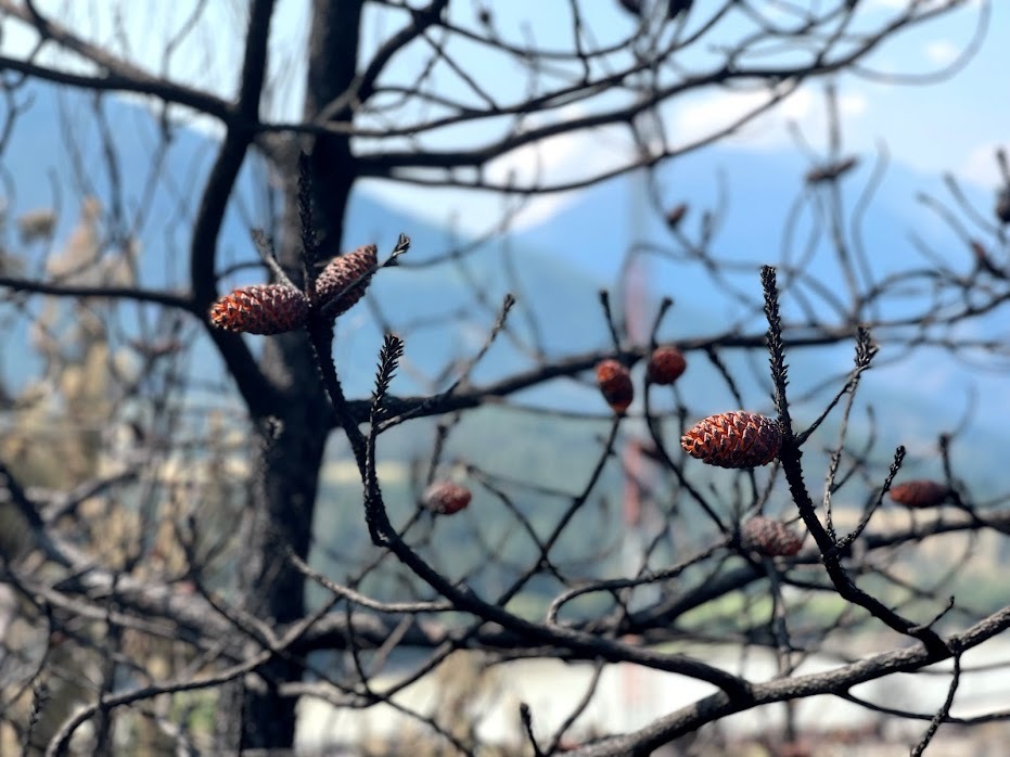 Orange pine cones can be seen on the blackened branches of a tree on a slope above Lytton, B.C., on July 9, 2021. (Bethany Lindsay/CBC News)