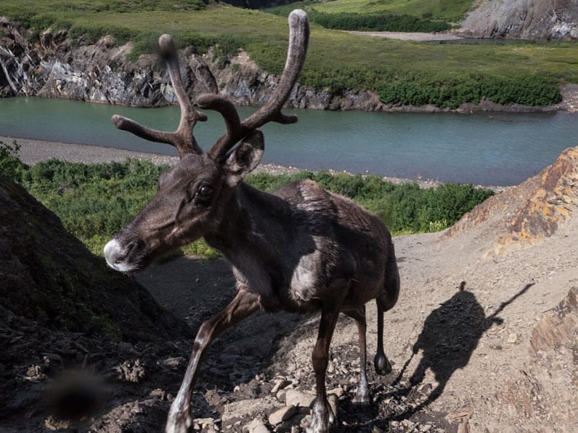 Both caribou and moose seem to be moving farther north to escape the effects of climate change, specifically an increase in wet weather. (Peter Mather)