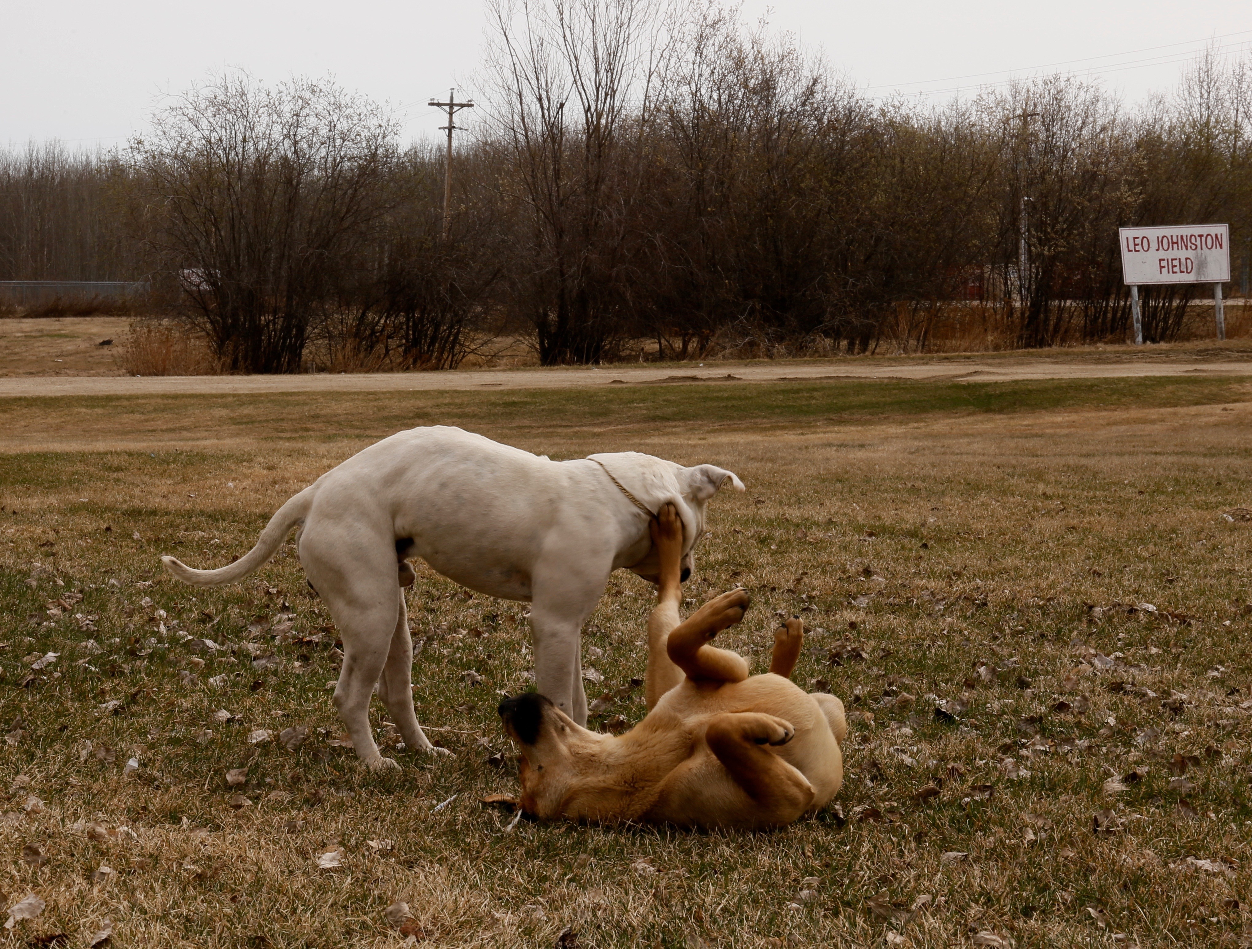 These two dogs would come by in the morning and at lunch often. 