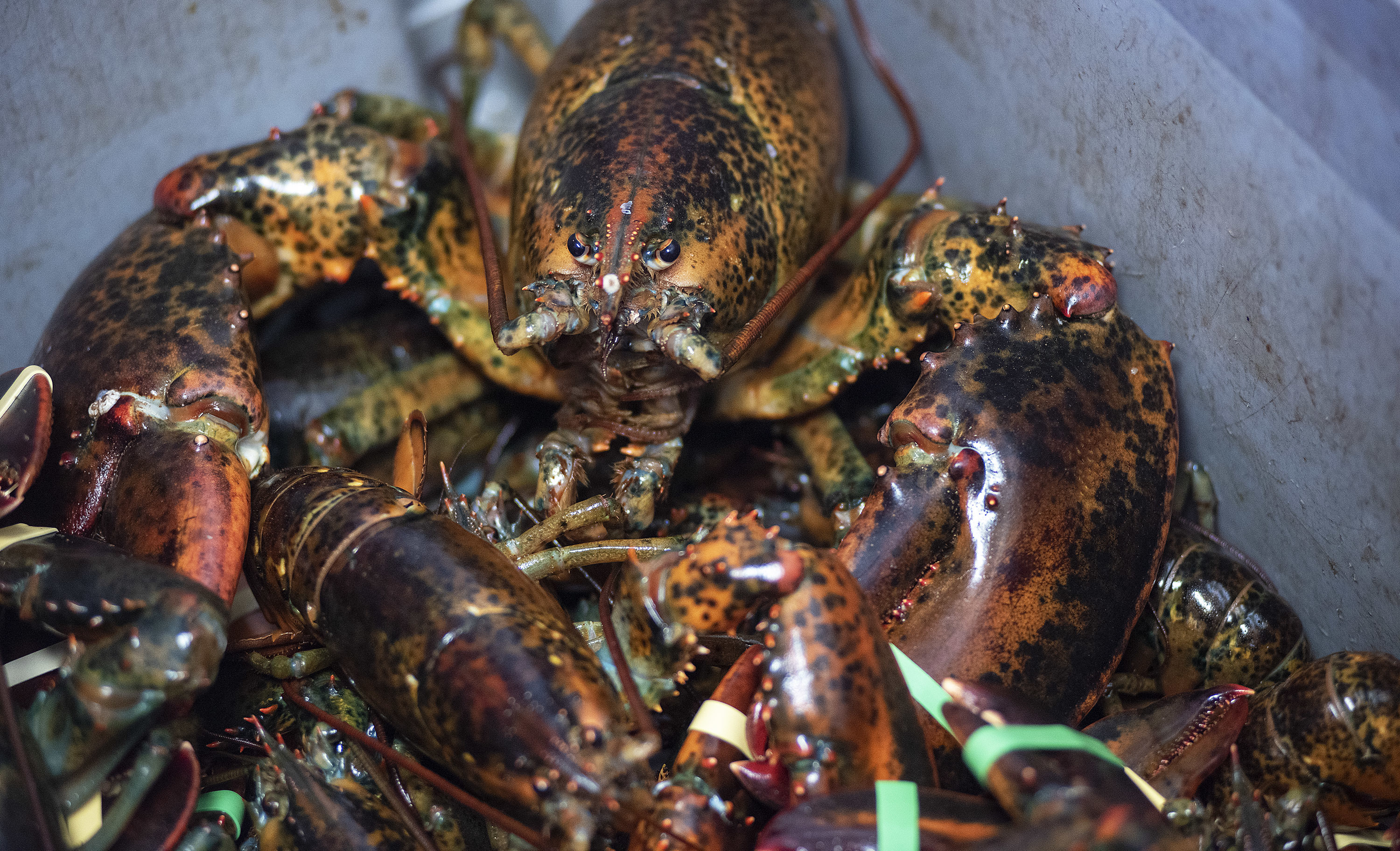 First of P.E.I.'s lobster brought in for landing day CBC News