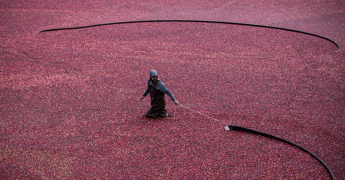 For The Love Of Cranberries | CBC News