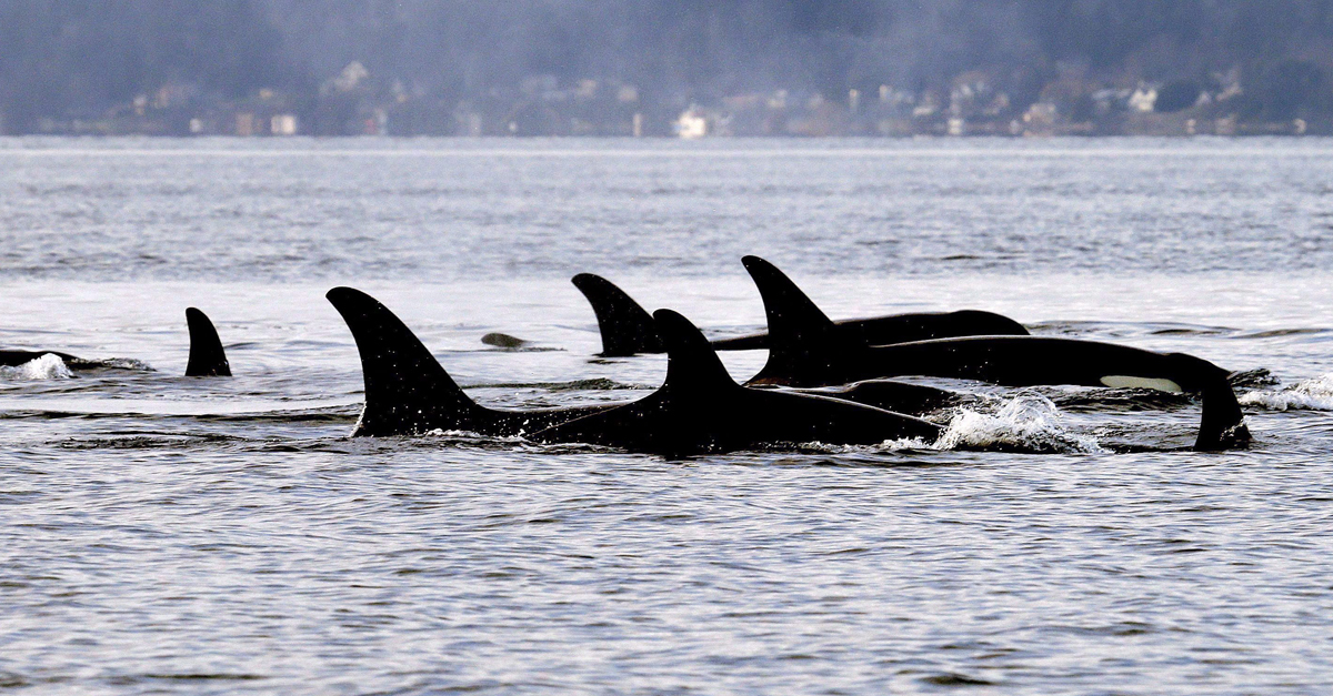 The J Pod Family Tree | CBC News