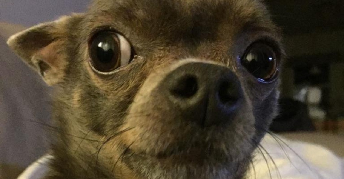 Lab's DNA results say this chihuahua has 20% Indigenous ancestry