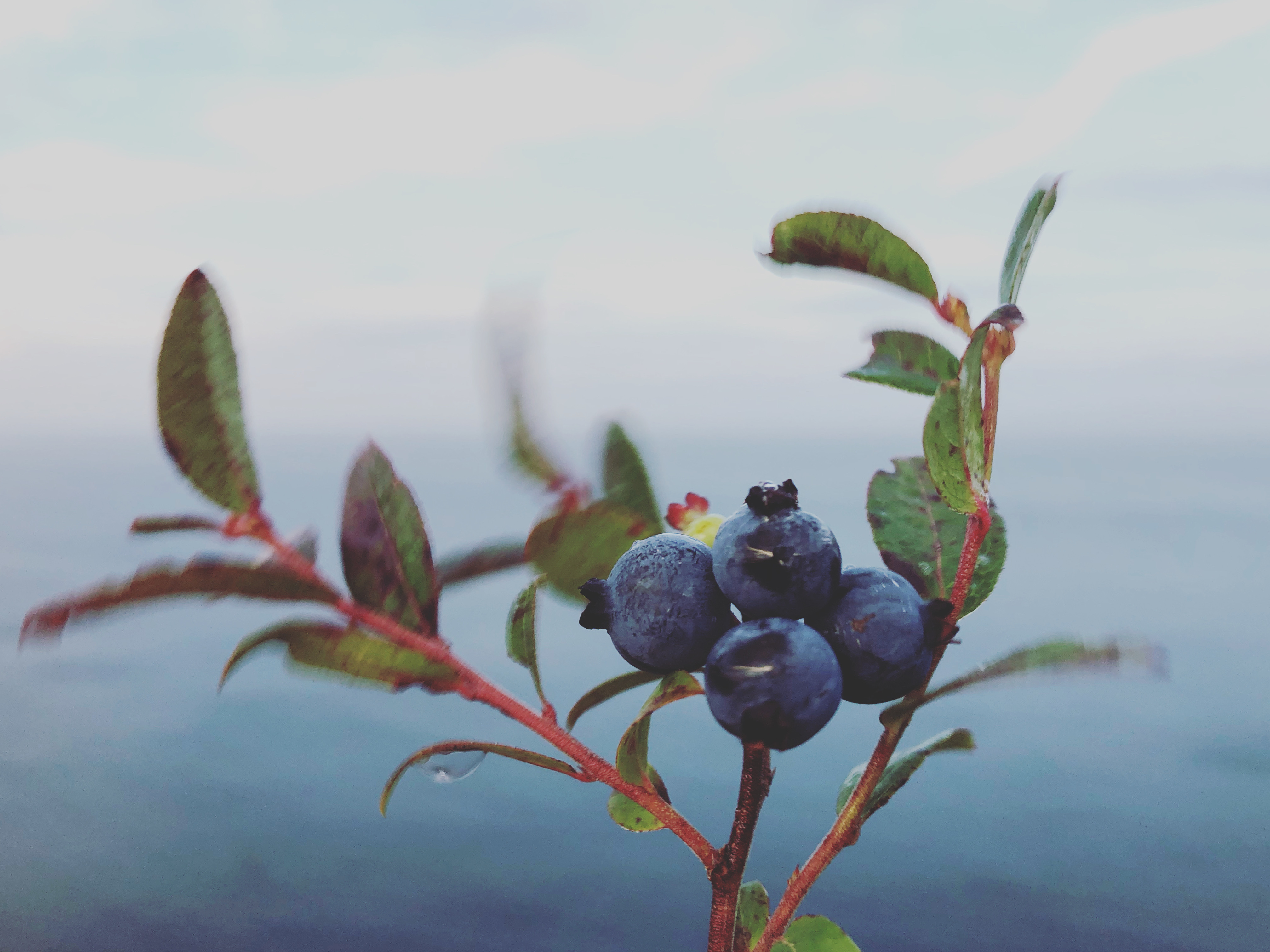 There are more blueberries this season than Rowbottom has seen in recent years. He hopes to double his record of 100 gallons. (Gavin Simms/CBC)