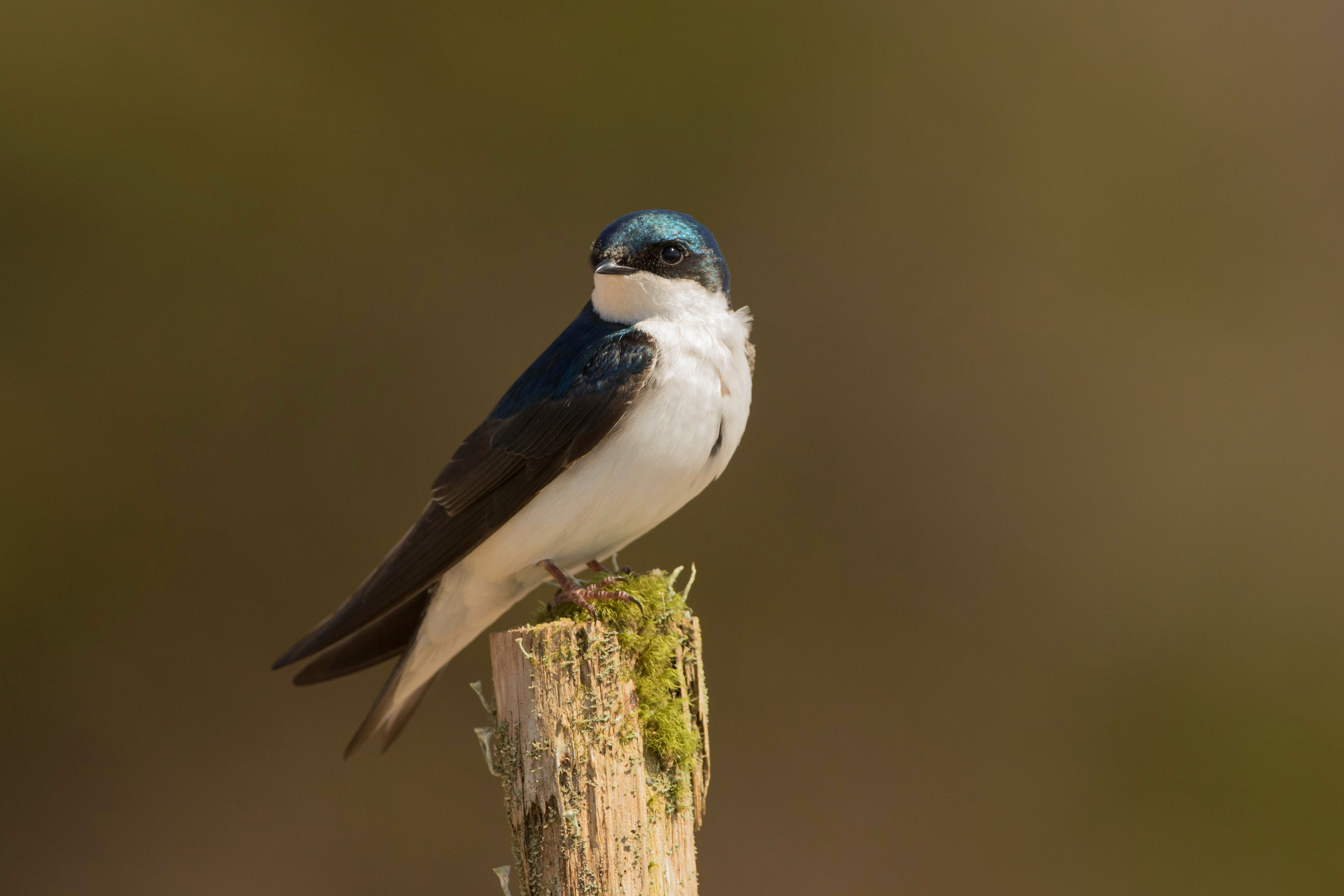 Tree swallows are aerial insectivores — meaning they almost exclusively eat flying insects. Pesticides entering waterways and killing insect larva, along with an unavailability of nesting cavities, has caused this species to decline significantly since the 1960s. Building a nest box and placing it in an open area is one way to help tree swallows! (Brendan Kelly)