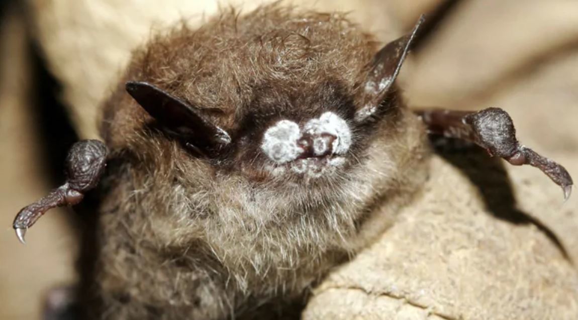 White nose syndrome is fatal to most of the bats exposed to it. (Ryan von Linden/New York Department of Environmental Conservation/AP)