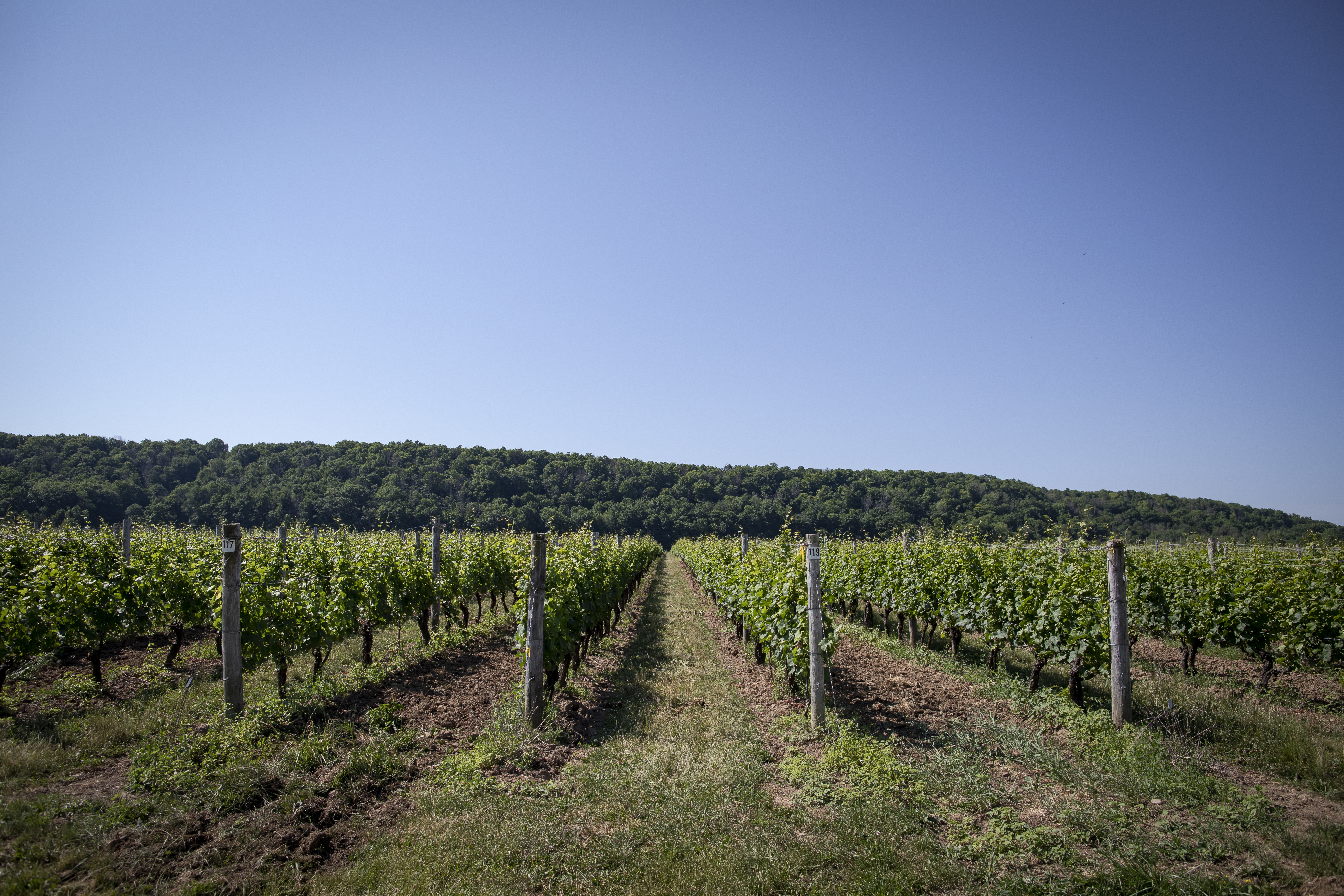 The Niagara region is the centre of Ontario's wine industry, with almost 100 wineries in the area.