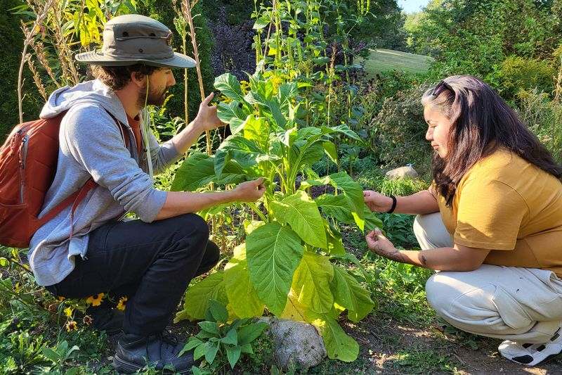 A man and woman crouch to touch a tall green plant.