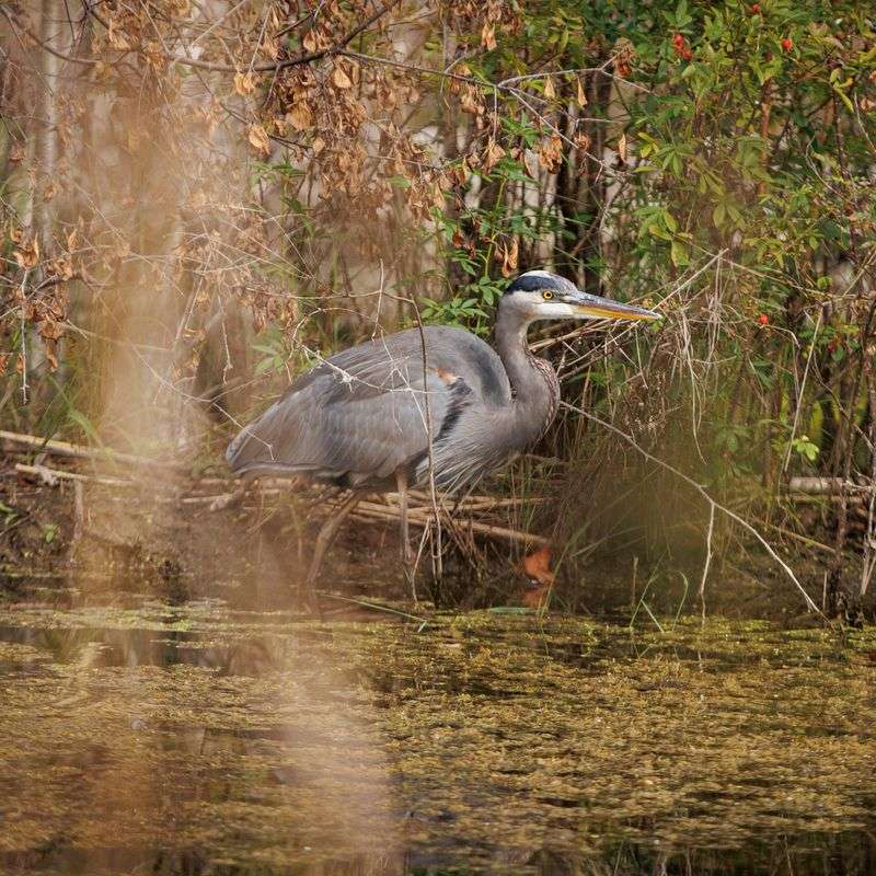 A heron walks through a pond.