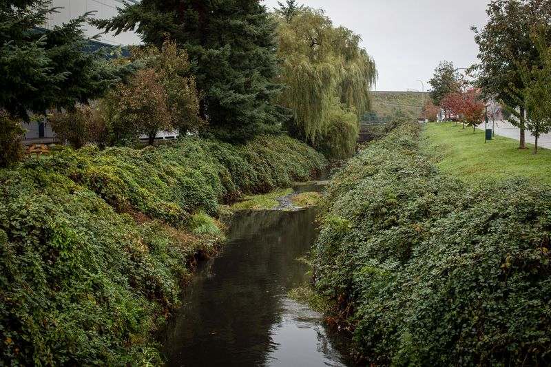 Greenery and vines drape over riverbanks into a creek