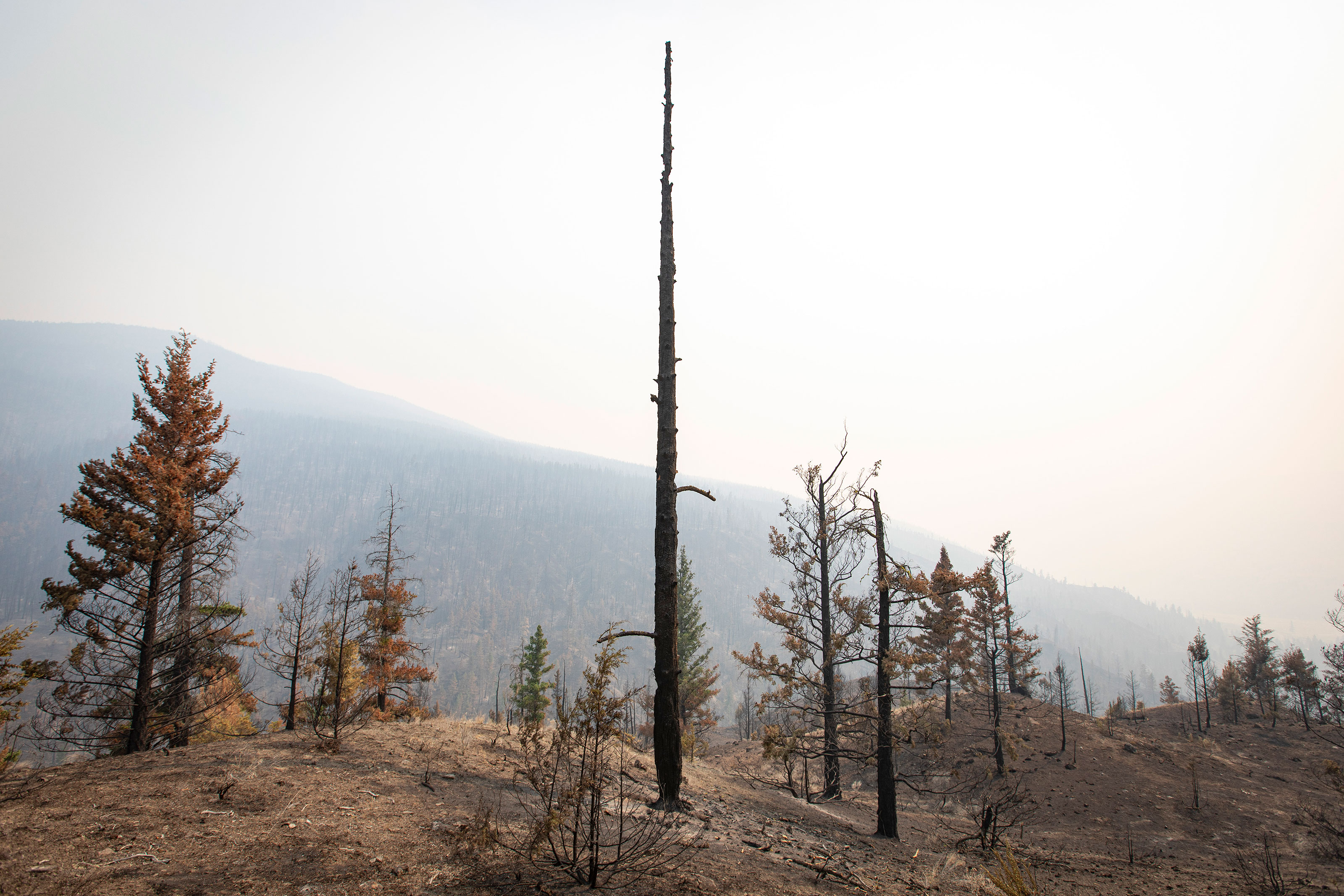 A tree razed by the Sparks Lake wildfire is seen on the Skeetchestn Indian Band’s territory on July 14, 2021.