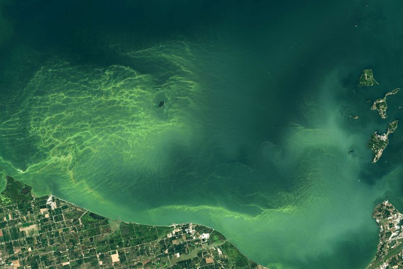 A satellite view of water framed partly by shoreline and dotted by several islands. Bright green zig zagging patterns extend from shore across the water, apparently traces of algae against the darker blue-green water.