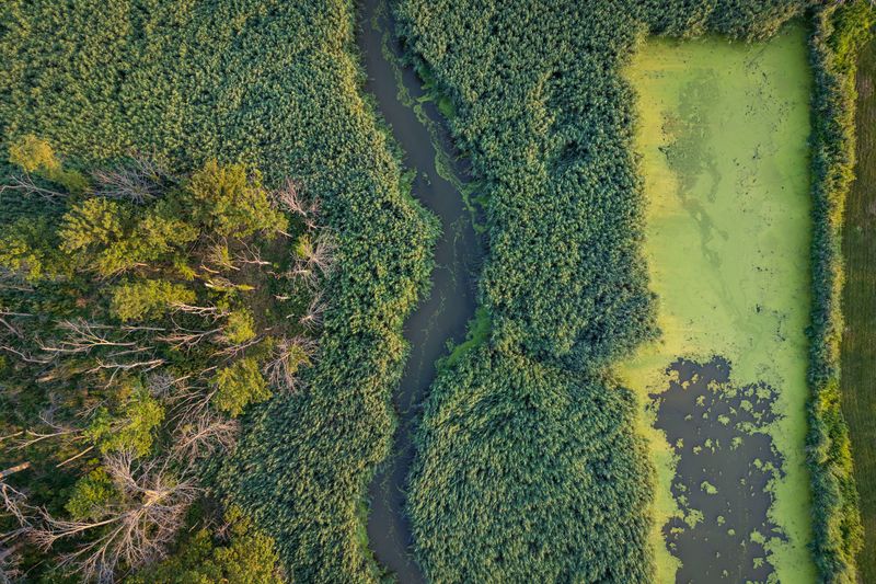 An aerial view of a creek running through wetland and a wooded area. The creek has green algae floating on it. The shorelines are bordered by tall grasses. To the left, there is a wooded area. To the right, past the tall grasses is what appears to be a pond of stagnant water, covered in a thick bright green scum.